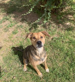 a brown and black dog sitting on grass
