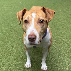 A brown and white dog standing on green artificial grass, looking directly at the camera.