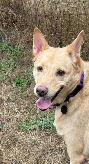 A light-colored dog with perked ears and a purple collar, standing in a grassy area with its tongue out.