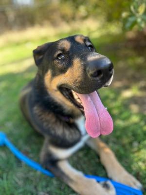 Rocco, German Shepherd Dog and English Shepherd, adult, available for adoption