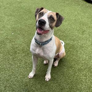 a brown and white dog sitting on green artificial turf