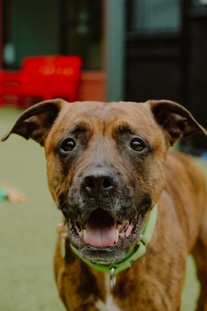 Bella, Pit Bull Terrier Mix, senior, available for adoption