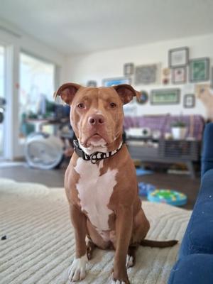 Fia, Pit Bull Terrier Mix, adult, available for adoption