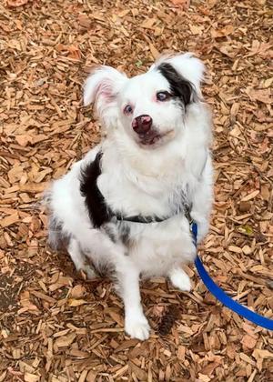 Enrique, Australian Shepherd Mix, adult, available for adoption