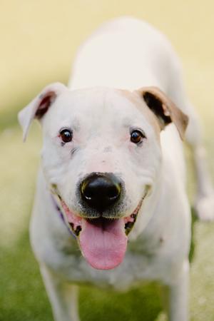 Magoo, Boxer Mix, senior, available for adoption