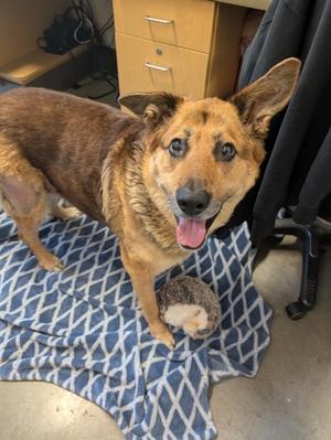 Koda, German Shepherd Dog Mix, senior, available for adoption