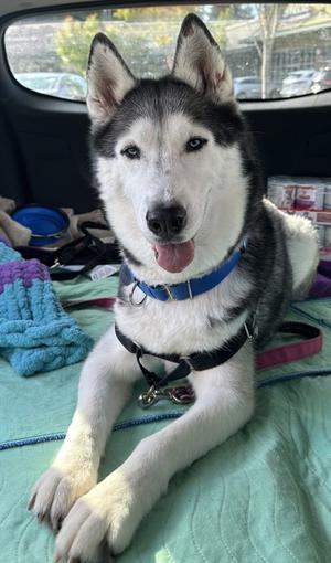 Moonie, Alaskan Husky Mix, senior, available for adoption