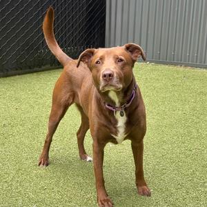 Grover, Mixed Breed, adult, available for adoption