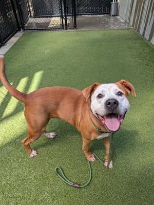 A brown and white dog with a happy expression, standing on a green artificial turf surface. The dog is wearing a green collar and has a leash attached. The background shows a fenced area with a concrete path and a wooden fence.