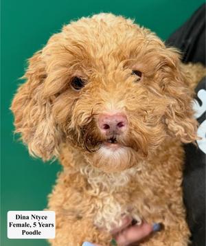 Dina Htyce, Poodle, adult, available for adoption