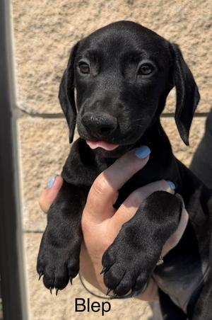 Blep, Dachshund, puppy, available for adoption