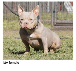 Itty, Bulldog, young, available for adoption