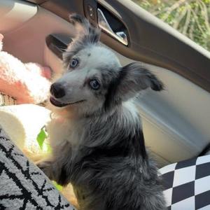 Jim, Australian Shepherd, senior, available for adoption
