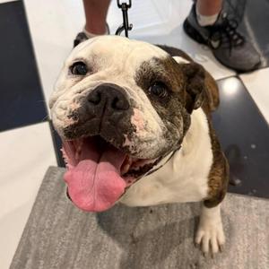 Gracie, English Bulldog, adult, available for adoption