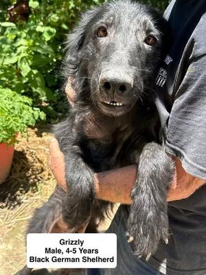 Griz, German Shepherd Dog, adult, available for adoption
