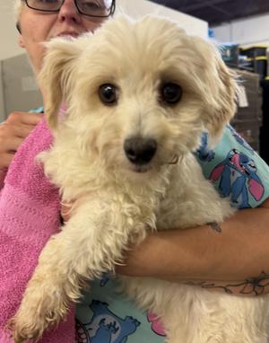 Amanda, Poodle, adult, available for adoption