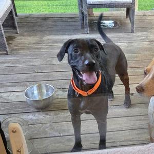A black dog with an orange collar standing on a wooden deck, looking at the camera with its tongue out.