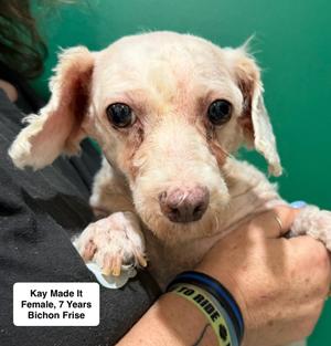 Kay Made It, Bichon Frise, adult, available for adoption