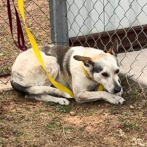 Bagel, Australian Cattle Dog / Blue Heeler, adult, available for adoption