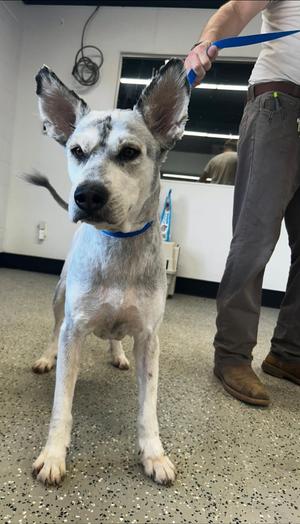 Chumbawamba, Standard Poodle, adult, available for adoption