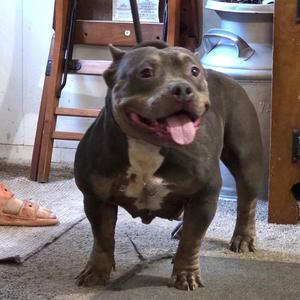 Lady, Bulldog, adult, available for adoption