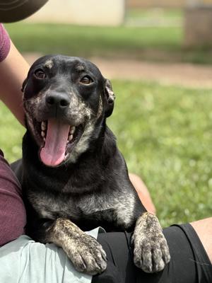 Angus, Australian Cattle Dog / Blue Heeler, young, available for adoption