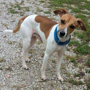 A brown and white dog with a blue collar standing on a gravel path.
