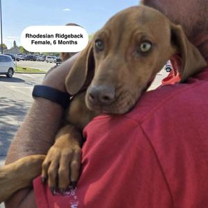 June, Rhodesian Ridgeback, puppy, available for adoption