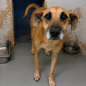 Lacy, Shepherd, adult, available for adoption