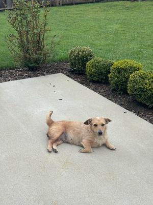 Bunny, Wire Fox Terrier, young, available for adoption