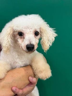 Ayrcyia, Bichon Frise, senior, available for adoption