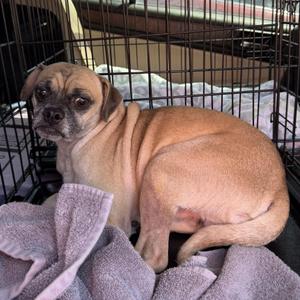 Brutus, Pug / Chihuahua, adult, available for adoption