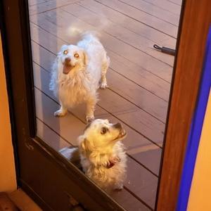 Butterfly and Mimi, Dachshund, adult, available for adoption