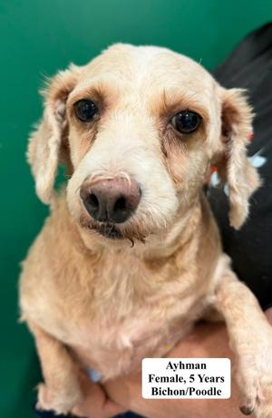 Ayhman, Bichon Frise / Poodle, adult, available for adoption