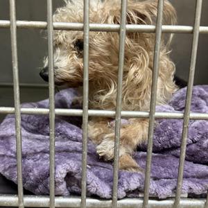 A small, shaggy dog with light brown fur is sitting behind metal bars, resting on a purple blanket. The dog appears to be in a cage or enclosure.