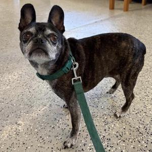 Brodie, French Bulldog / Boston Terrier, senior, available for adoption