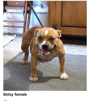 Betsy, Bulldog, young, available for adoption