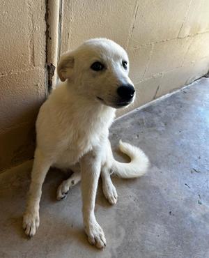 Jewel, Great Pyrenees, puppy, available for adoption