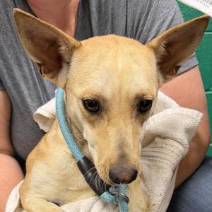 Cora, Chihuahua, young, available for adoption