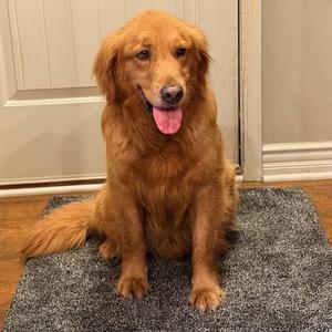 Billy Bob, Golden Retriever, adult, available for adoption