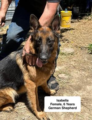 Isabella, German Shepherd Dog, adult, available for adoption
