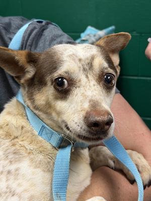 Honey, Australian Cattle Dog / Blue Heeler, adult, available for adoption