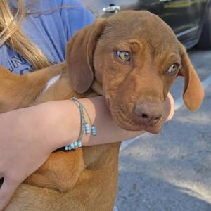 A person holds a brown puppy with green eyes.