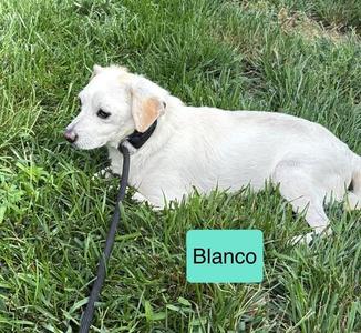 Blanco, Chihuahua, adult, available for adoption