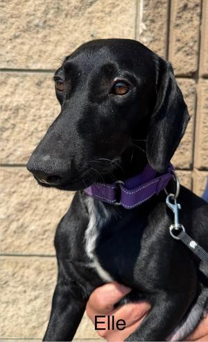Elle, Dachshund, young, available for adoption