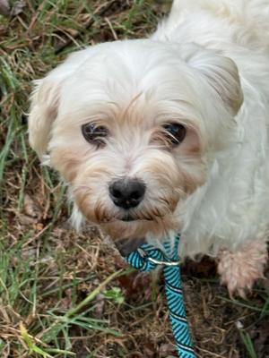 Jeynell Collective, Maltese, senior, available for adoption