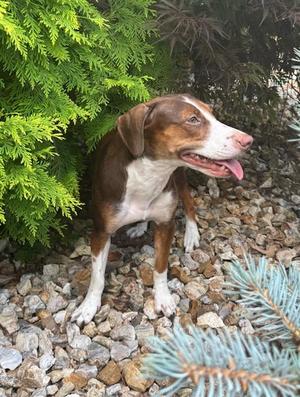 Helen, Dachshund, adult, available for adoption