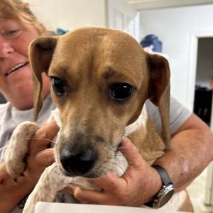 Betty, Beagle, young, available for adoption