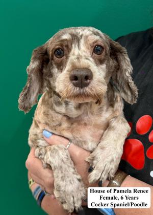 House of Pamela Renee, Cockapoo, adult, available for adoption