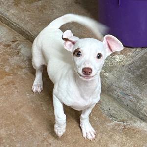 white dog standing on concrete floor
